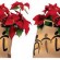 stella_natale_AIL