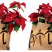 stella_natale_AIL