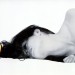 profumo