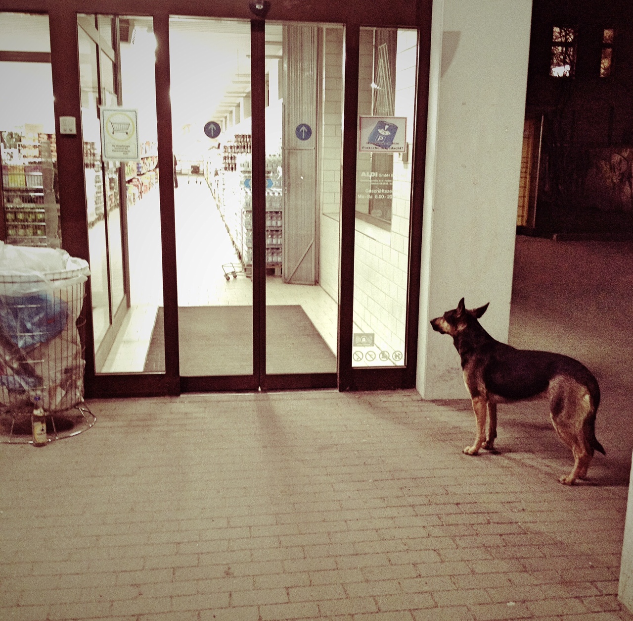 dogs_waiting_in_Berlin